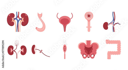 Human Anatomy: Illustration of Kidneys, Ureter, Bladder, Urethra, Pelvis, and Intestine