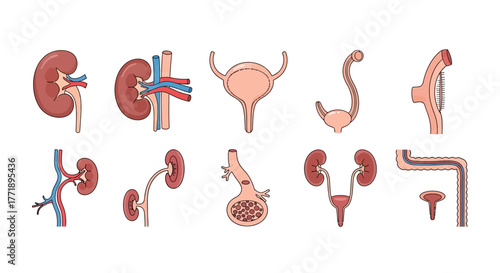 Human Urinary System Anatomy Illustration with Kidneys, Bladder, and Ureters