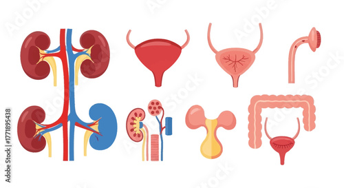 Colorful Vector Illustration of the Human Urinary System Anatomy