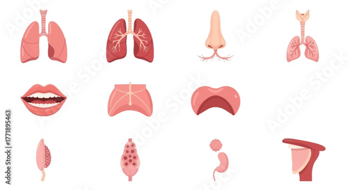 Human Respiratory System Organs and Glands Illustration