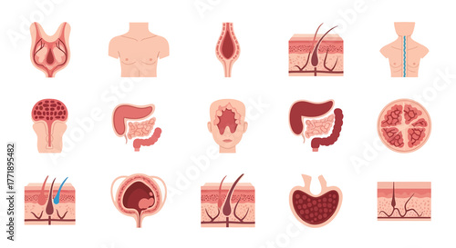 Anatomical Illustrations of Human Body Parts and Internal Organs