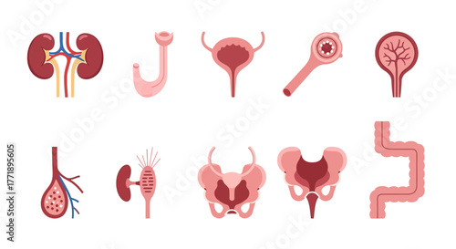 Human Urinary System Organs in Vector Illustration