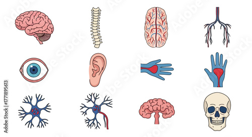 Human Anatomy Illustration: Brain, Spine, Eye, Ear, Hand, Skull, Neurons, and Vascular System