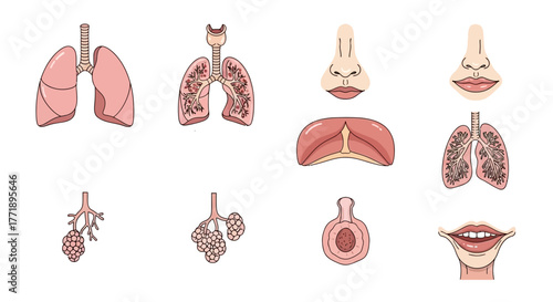 Human Respiratory System Anatomy: Lungs, Nose, Mouth, and Alveoli Illustration