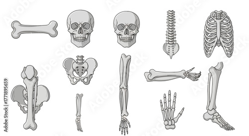 Human Skeleton Anatomy: Skull, Rib Cage, Spine, Pelvis, Limbs and Bones Illustration