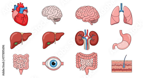 Collection of Cartoon Human Internal Organs: Heart, Brain, Lungs, Liver, Kidneys, Stomach, Intestines, Eye, and Skin