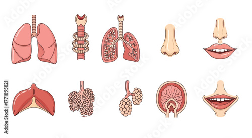 Human Respiratory System Anatomy Illustration: Lungs, Trachea, Nose, Mouth, and Alveoli