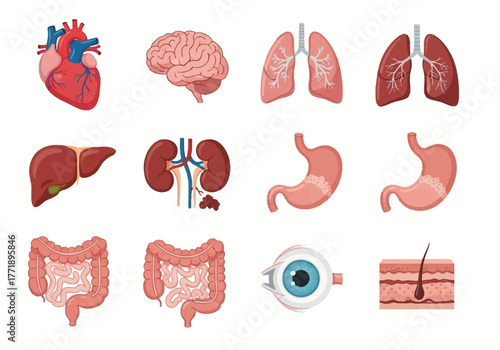 Human Internal Organs Illustration: Heart, Brain, Lungs, Liver, Kidneys, Stomach, Intestines, Eye, and Skin