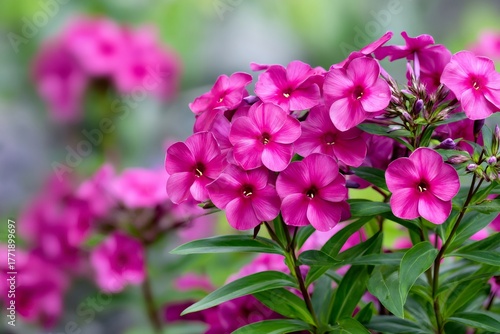 Pink phlox paniculata flowers blooming in summer garden