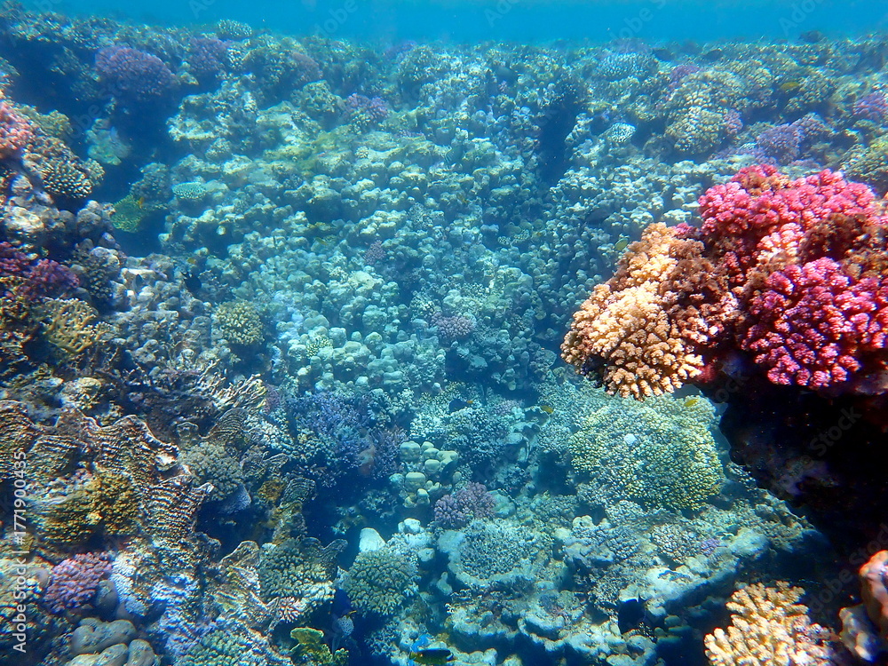 Fototapeta premium Wide shot of coral and reef inhabitants