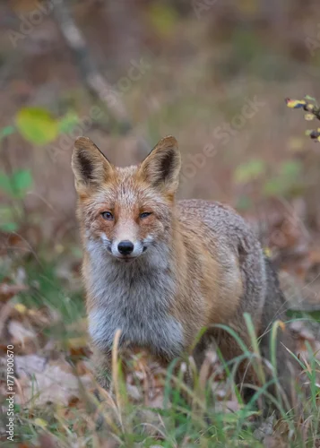 Fototapeta Lis rudy (Vulpes vulpes) w jesiennym krajobrazie. Zwierzę stoi pośród kolorowych liści w ciepłym, złotym świetle zachodzącego słońca. Naturalna sceneria, intensywne barwy jesieni i miękkie światło two