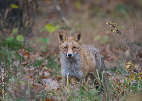 Lis rudy (Vulpes vulpes) w jesiennym krajobrazie. Zwierzę stoi pośród kolorowych liści w ciepłym, złotym świetle zachodzącego słońca. Naturalna sceneria, intensywne barwy jesieni i miękkie światło two