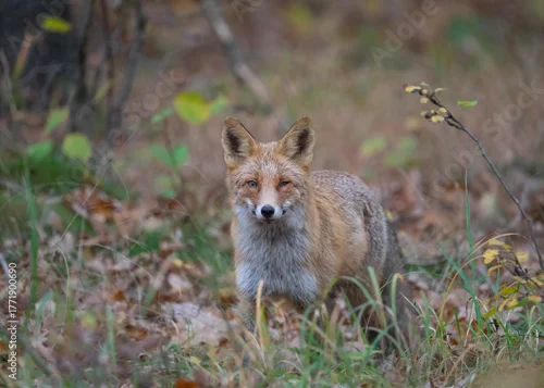 Fototapeta Lis rudy (Vulpes vulpes) w jesiennym krajobrazie. Zwierzę stoi pośród kolorowych liści w ciepłym, złotym świetle zachodzącego słońca. Naturalna sceneria, intensywne barwy jesieni i miękkie światło two