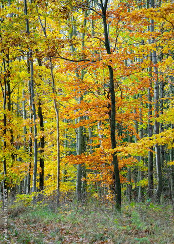 Jesienny las w ciepłym świetle poranka. Kolorowe liście drzew tworzą malowniczy dywan w odcieniach złota, pomarańczy i czerwieni. Promienie słońca przenikają przez mgłę, podkreślając nastrojowy klimat