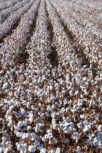 Whiteness in the field, cotton in bloom ready for harvest