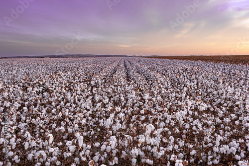 The splendor of cotton, crop in full bloom