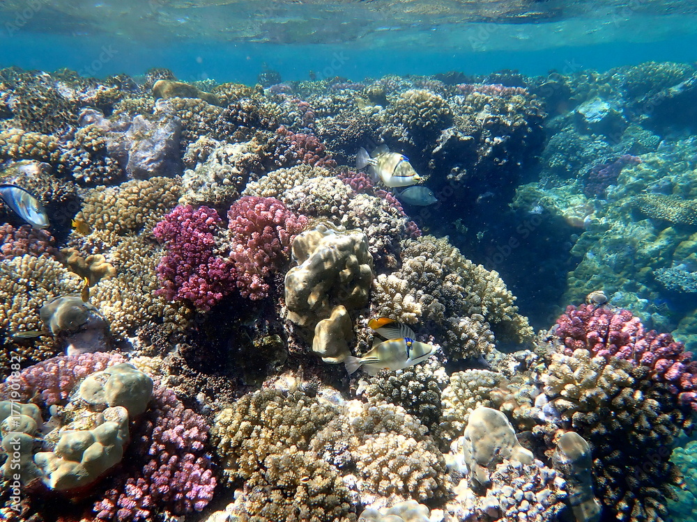 Fototapeta premium Wide shot of coral and reef inhabitants