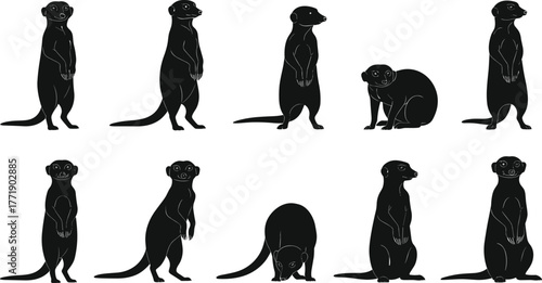 Meerkat silhouette poses, animal gesture study, standing and sitting positions, wildlife reference, flat vector, cad drawing, character design illustration
