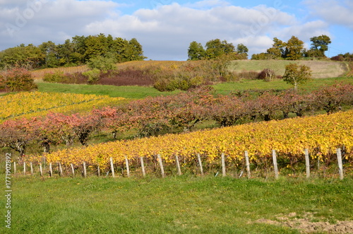 VIGNE ET CERISIERS EN AUTOMNE VIGNOBLE D'IRANCY BOURGOGNE