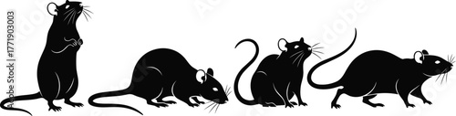 Rat silhouette vector, rodent pose icon, animal behavior graphic, wildlife illustration set, cad drawing flat vector illustration