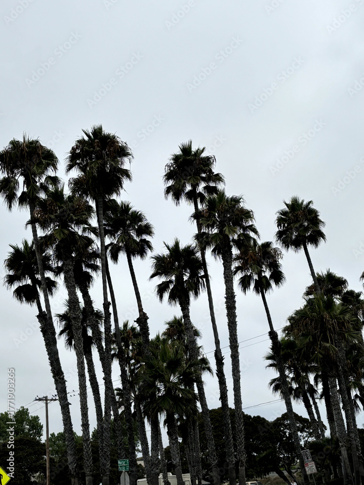 Obraz premium palm trees on the beach