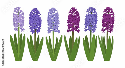 A beautiful collection of colorful hyacinth flowers on a white background