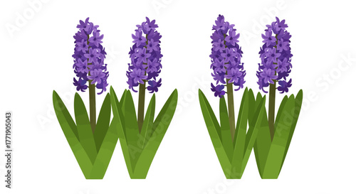 Three purple hyacinth flower stems with green leaves illustration