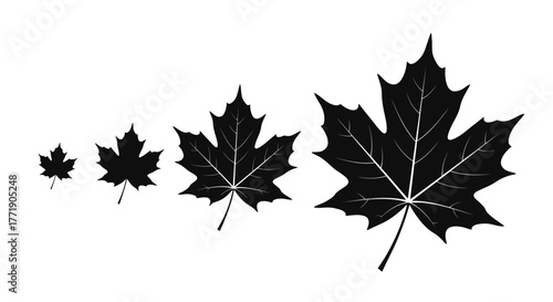 A series of black maple leaves progressively increasing in size