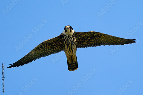 Eurasian hobby (Falco subbuteo)