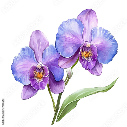watercolor vector of Orchid Flower, isolated on a white background.