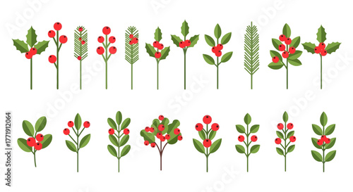 Collection of various holly branches and leaves with bright red berries