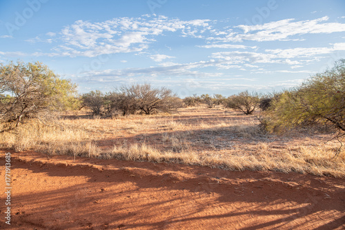 The outback desert and small trees in Western Australia, Australia
