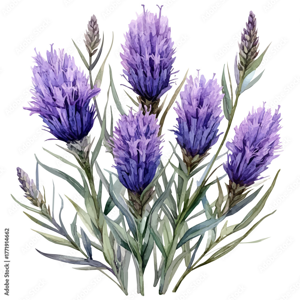 Fototapeta premium watercolor of Liatris Flower, vector, isolated on a white background.