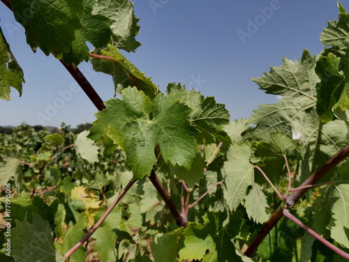 vermentino vinegrape green leaves in the vineyard in august with blue sky background, mediterranean agriculture background. vitis vinifera vermentino
