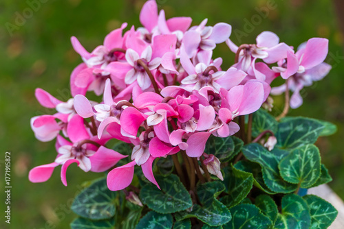 Alpenveilchen in einem  blauen Keramiktopf