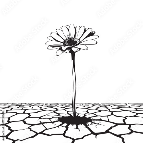 Daisy growing in cracked earth