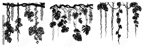 Exotic rainforest flora is represented by a jungle liana set with twisted vine stems, thick branches, and tropical monstera, complete with hanging green leaves of a climbing plant, ideal for natural
