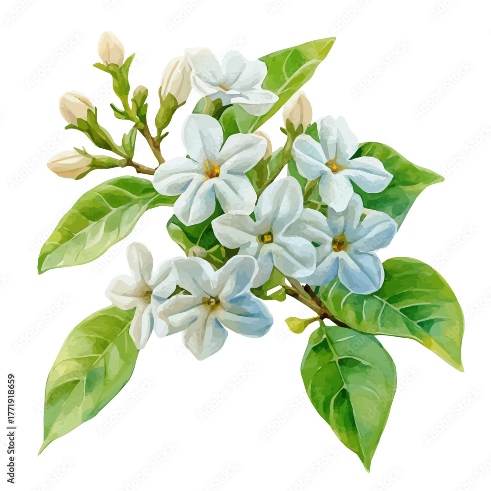 Obraz premium watercolor of Jasmine Flower, vector, isolated on a white background.