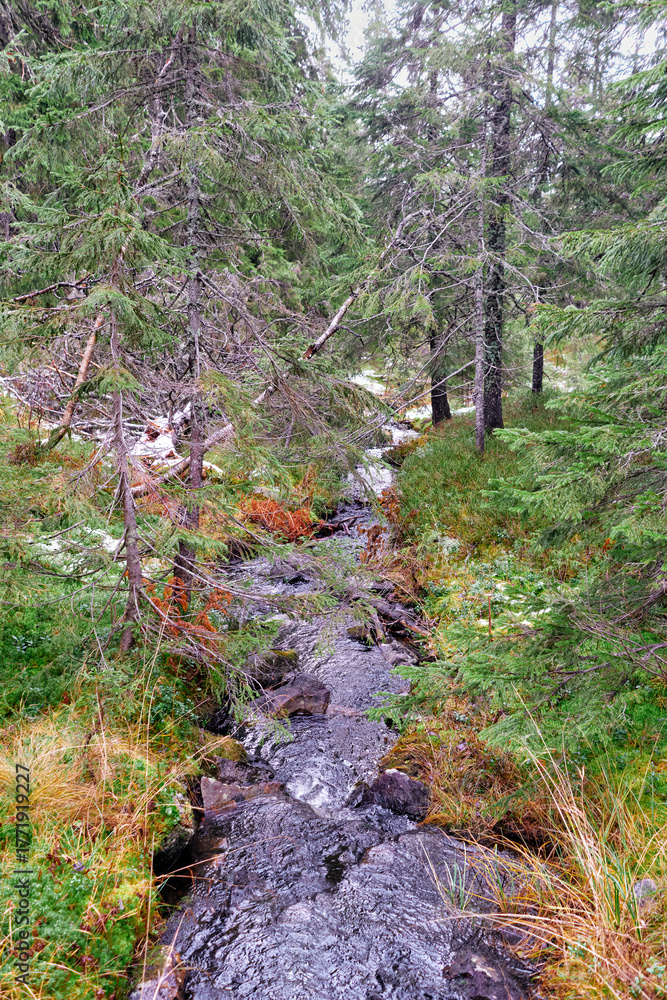 Obraz premium Sullestadelva Brook of the Sulustaddalen Valley, Toten, Norway, October 2025.