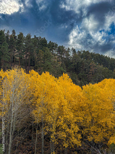 Golden Aspens Amidst Green Pines on a Cloudy Autumn Day