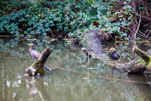 A great black shag and a common moorhen on branches on the lake at Gobions Woods