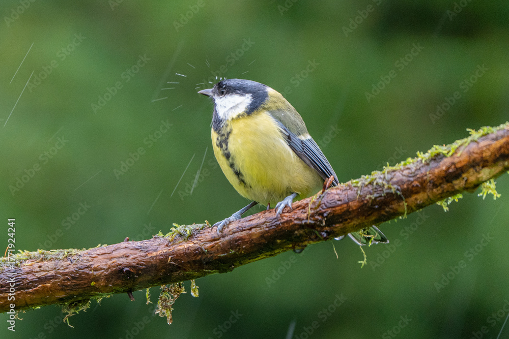 Fototapeta premium A raindrop hits the bird's forehead