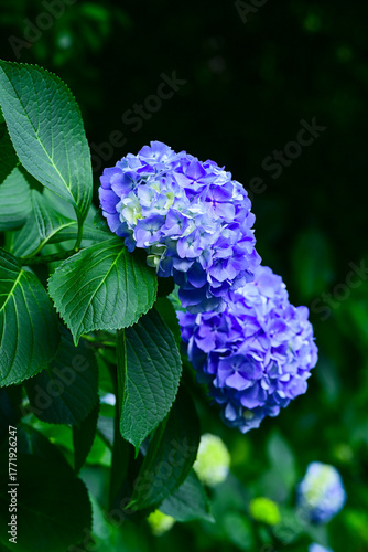 Blooming Hydrangea (hortensia) macrophylla in the botanic garden, Batumi