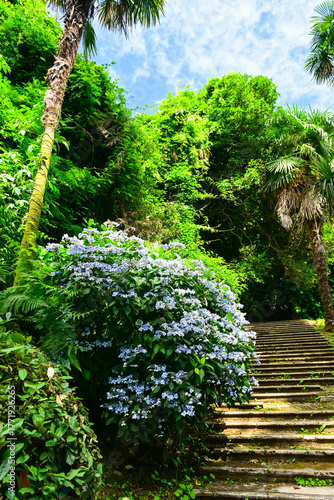 Blooming Hydrangea (hortensia) macrophylla in the botanic garden, Batumi