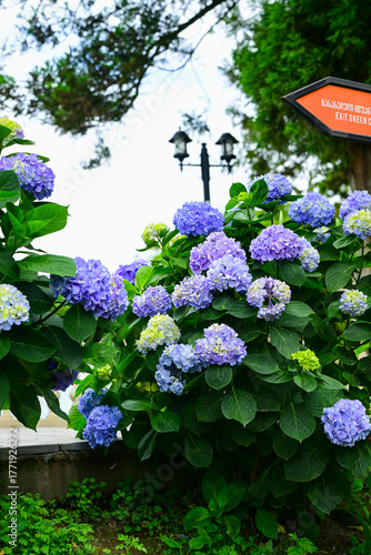 Blooming Hydrangea (hortensia) macrophylla in the botanic garden, Batumi