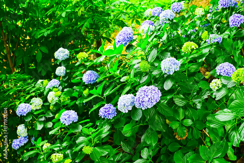 Blooming Hydrangea (hortensia) macrophylla in the botanic garden, Batumi