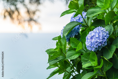 Blooming Hydrangea (hortensia) macrophylla in the botanic garden, Batumi