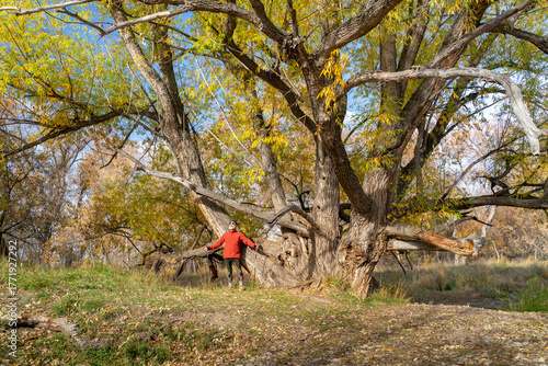 senior make hiker in his 70s with trekking poles under old narrowleaf cottonwood tree, Colorado fall scenery