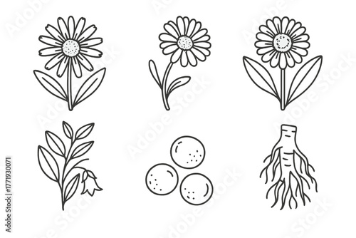 Homeopathic Ingredient Icons. Line style icons of natural ingredients for homeopathy: arnica flower, chamomile, calendula,