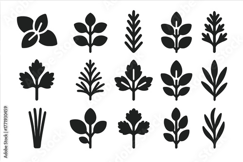 Herb Icon Collection. Solid style icons of dried herbs: basil, oregano, rosemary, thyme, parsley, dill, mint, sage, chives,